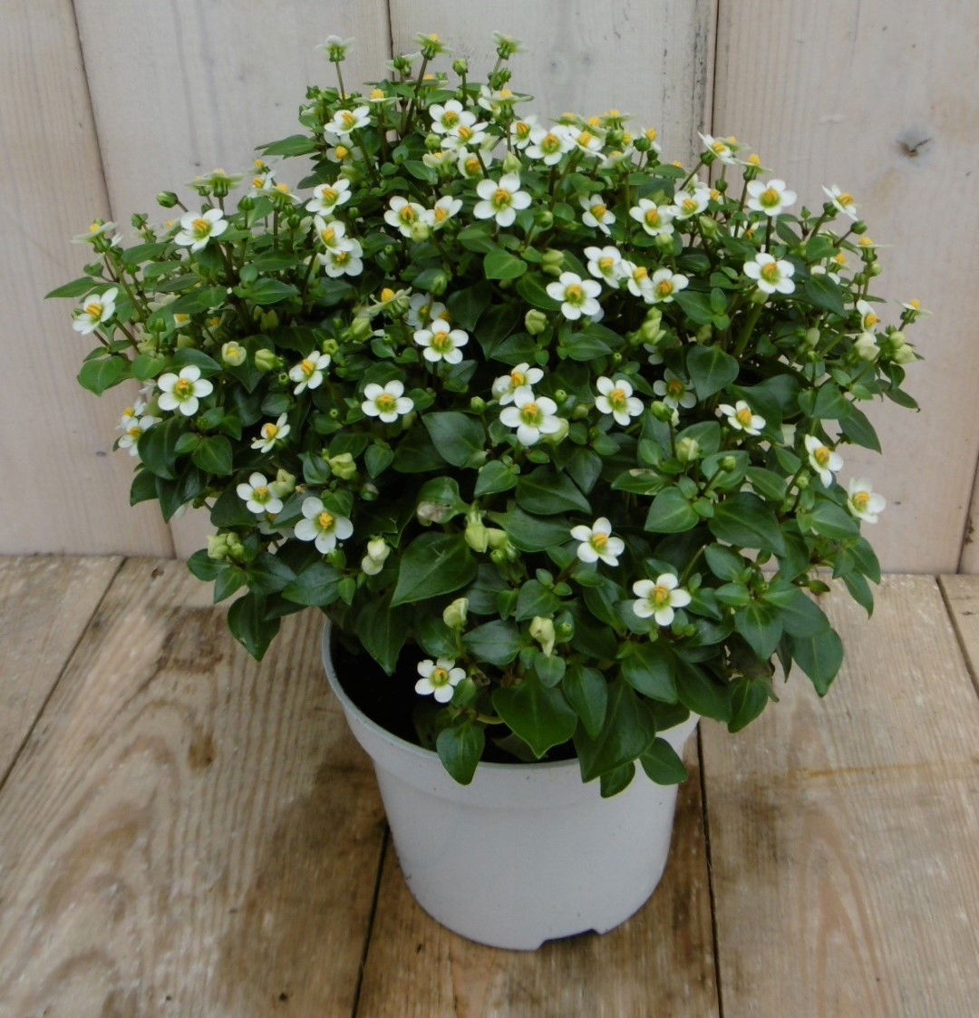 https://cdn.warentuin.nl/media/catalog/product/1/7/1778149900040113_2_warentuin_kamerplant_kamerplant_bitterblad_exacum_affine_wit_49c9.jpg
