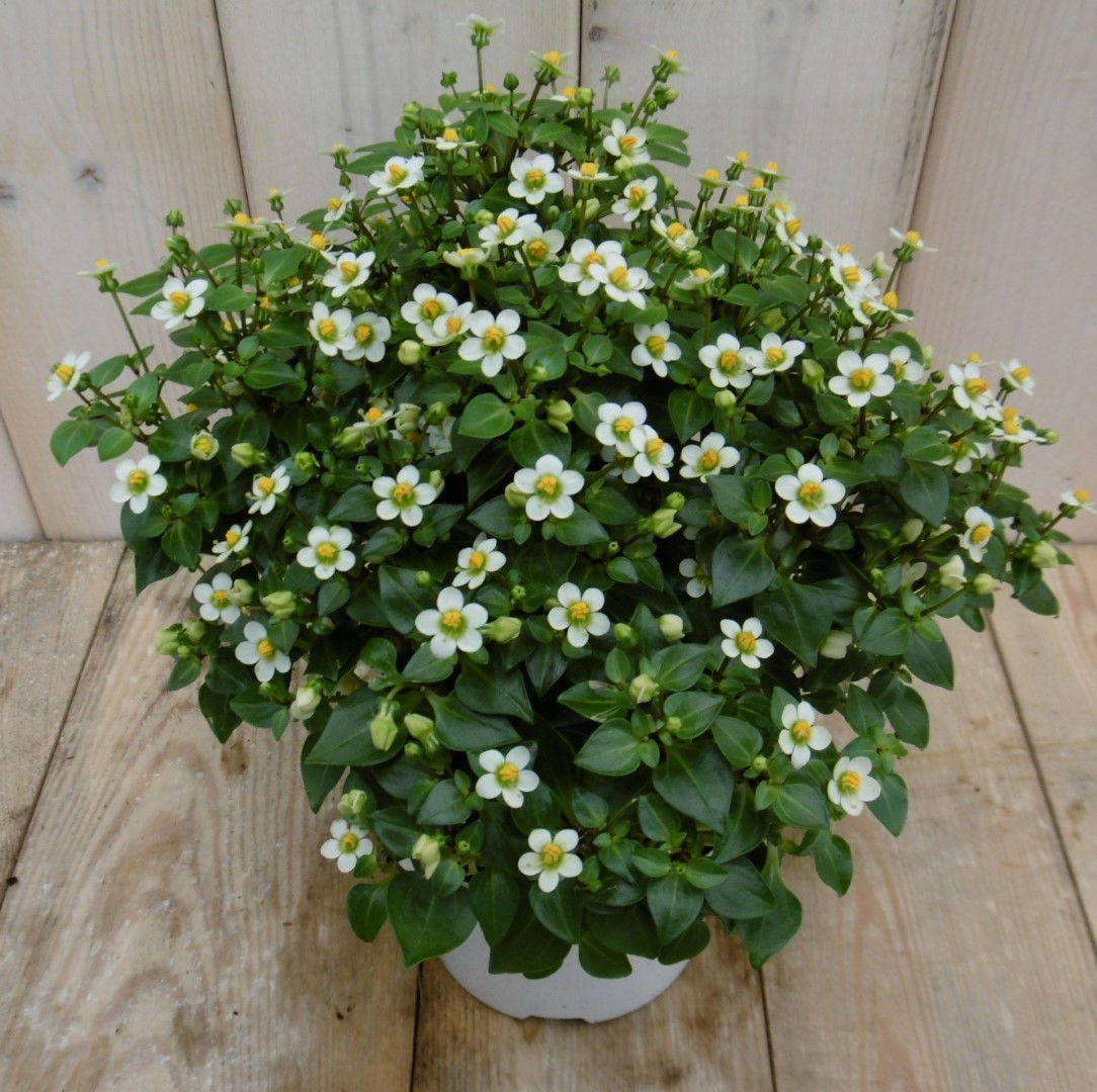https://cdn.warentuin.nl/media/catalog/product/1/7/1778149900040113_warentuin_kamerplant_kamerplant_bitterblad_exacum_affine_wit_1_3495.jpg