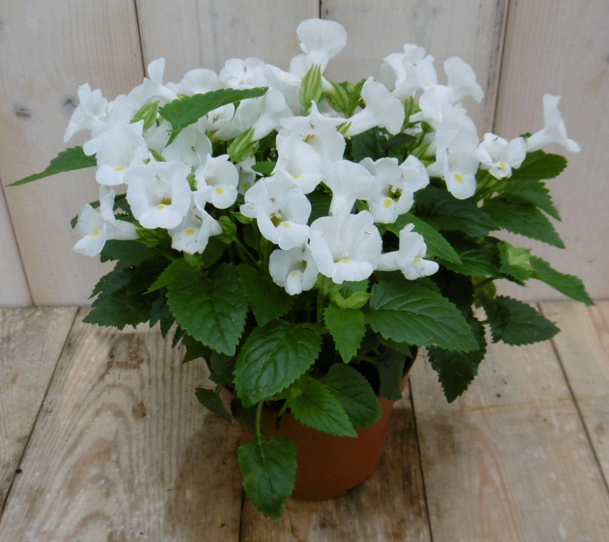 Warentuin natuurlijk Torenia Fournieri wit kamerplant  - 