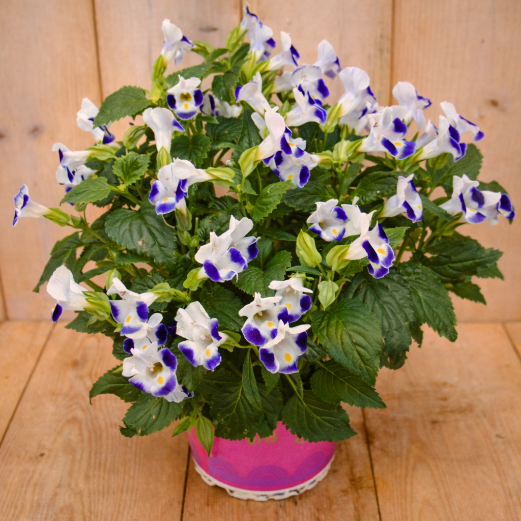 Torenia Fournieri wit blauw kamerplant Warentuin Natuurlijk - Warentuin natuurlijk