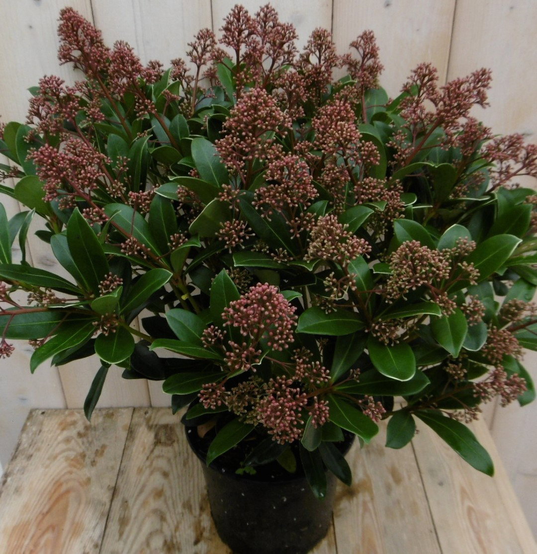 https://cdn.warentuin.nl/media/catalog/product/1/7/1778149900040153_2_warentuin_vaste_plant_skimmia_japonica_rubella_50_cm_1_b694.jpg