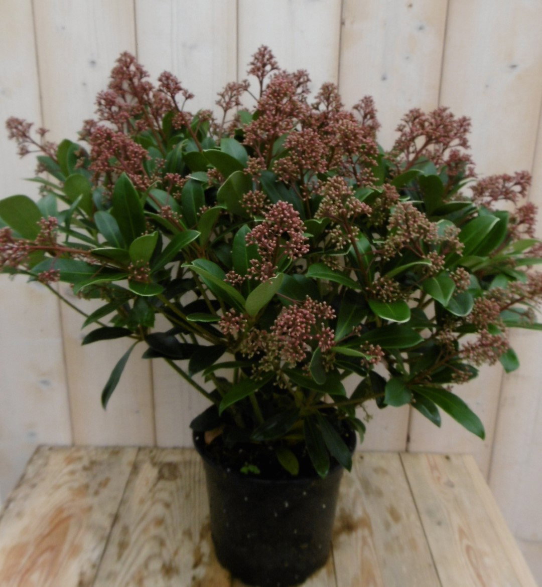 https://cdn.warentuin.nl/media/catalog/product/1/7/1778149900040153_warentuin_vaste_plant_skimmia_japonica_rubella_50_cm_1_bb30.jpg
