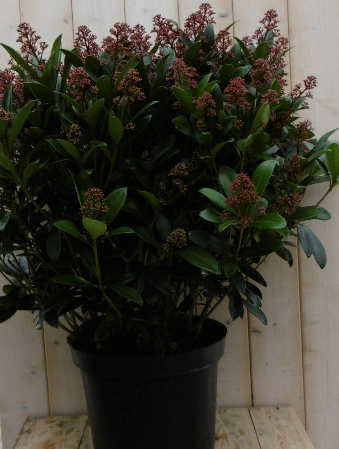 https://cdn.warentuin.nl/media/catalog/product/1/7/1778149900040154_2_warentuin_vaste_plant_skimmia_japonica_rubella_70_cm_1_f5f2.jpg