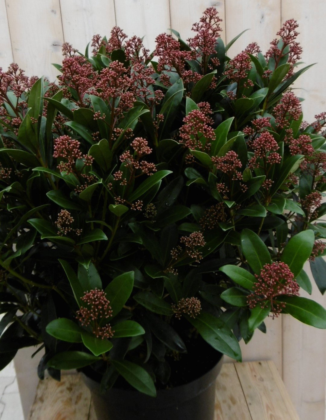 https://cdn.warentuin.nl/media/catalog/product/1/7/1778149900040154_warentuin_vaste_plant_skimmia_japonica_rubella_70_cm_1_4599.jpg
