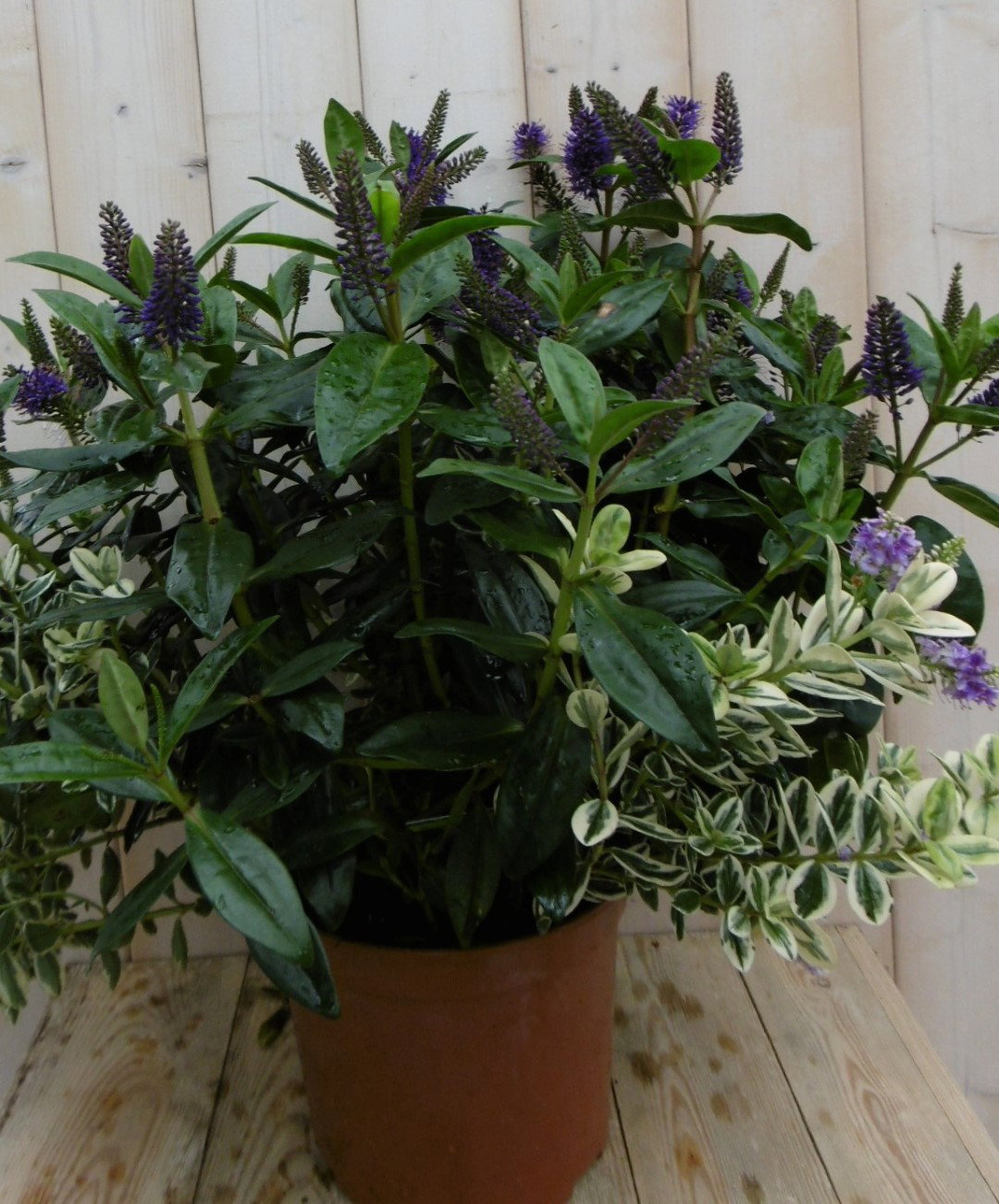 Veronica Hebe Andersonii Paars met bont/donkergroen blad GROOT Warentuin Natuurlijk - Warentuin natuurlijk