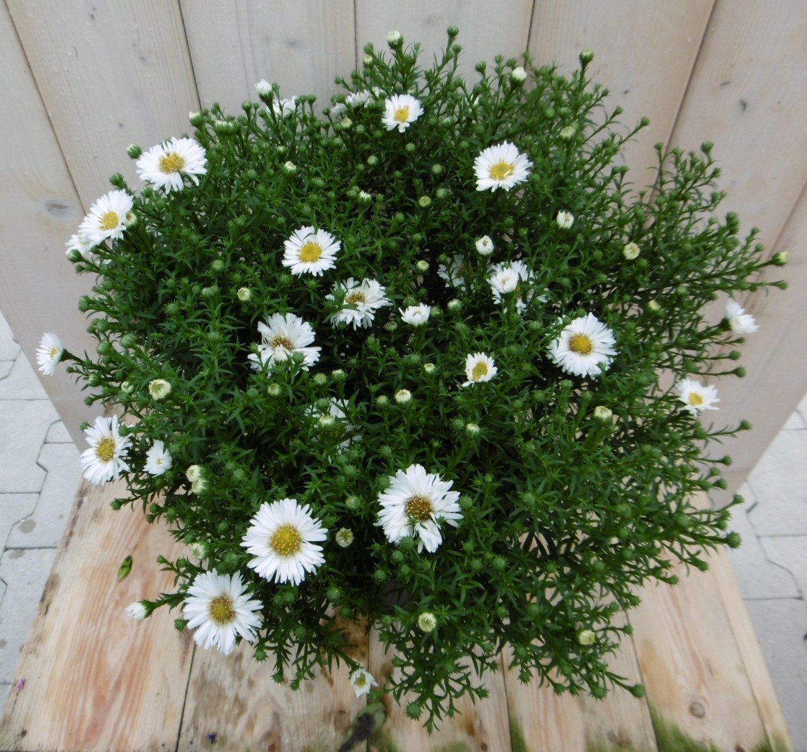Herfstaster GROOT wit Warentuin Natuurlijk - Warentuin natuurlijk