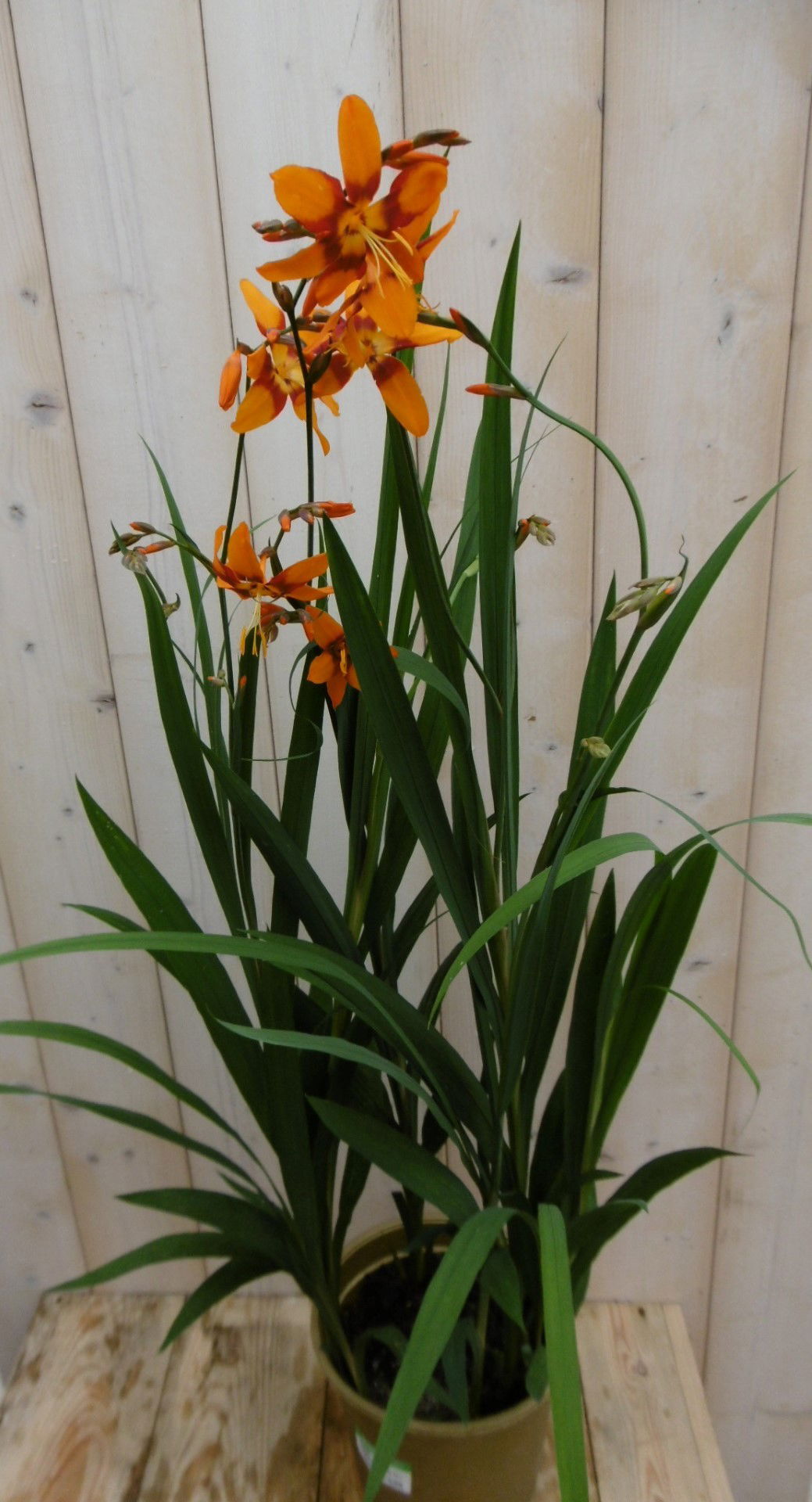 https://cdn.warentuin.nl/media/catalog/product/1/7/1778149900040202_warentuin_vaste_plant_crocosmetia_monbretia_1_1fc2.jpg