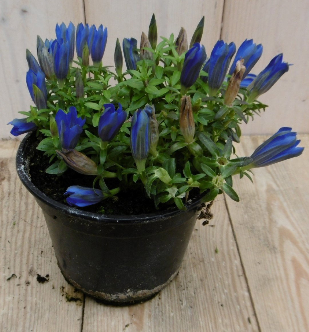 2 stuks! Gentiaan blauw Warentuin Natuurlijk - Warentuin natuurlijk