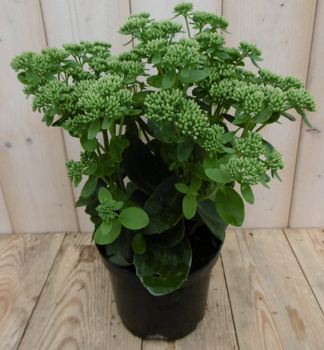 2 stuks! Hemelsleutel Hylotelephium groen Sedum Warentuin Natuurlijk - Warentuin natuurlijk