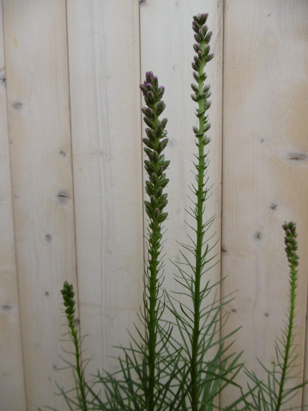 https://cdn.warentuin.nl/media/catalog/product/1/7/1778149900040209_2_warentuin_vaste_plant_prachtkaars_roze_1_ca10.jpg