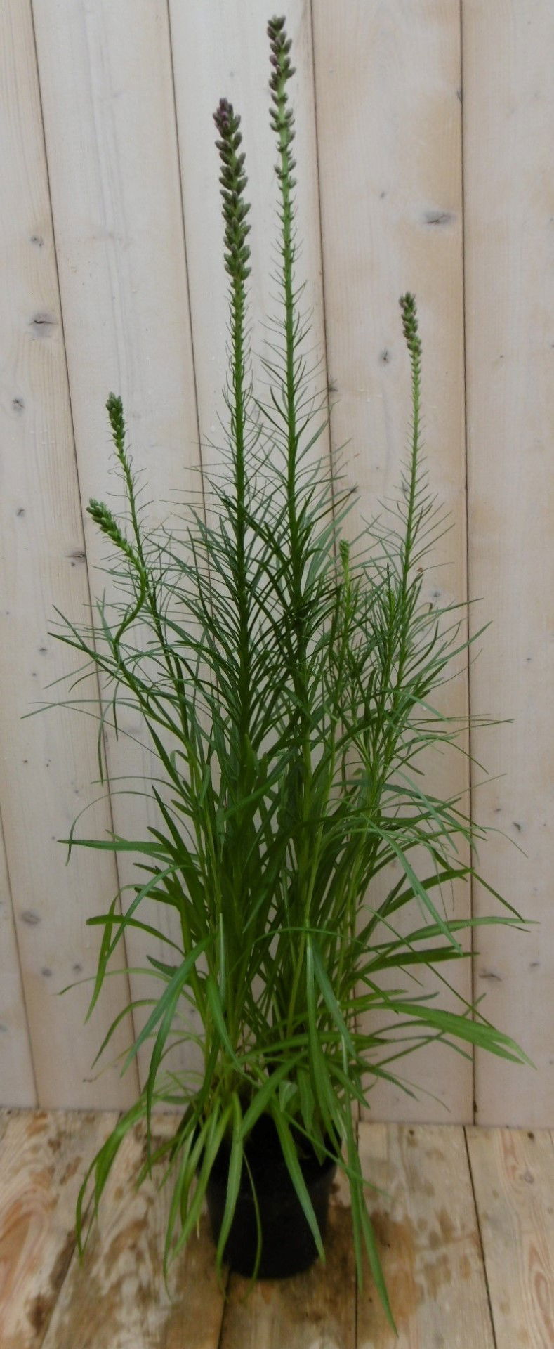 https://cdn.warentuin.nl/media/catalog/product/1/7/1778149900040209_warentuin_vaste_plant_prachtkaars_roze_1_a8d0.jpg