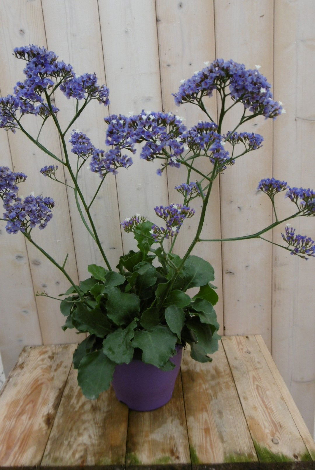https://cdn.warentuin.nl/media/catalog/product/1/7/1778149900040210_warentuin_vaste_plant_lamsoor_1_e32f.jpg