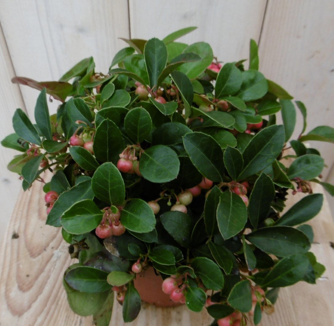 3 stuks! Gaultheria Bergthee Warentuin Natuurlijk - Warentuin natuurlijk