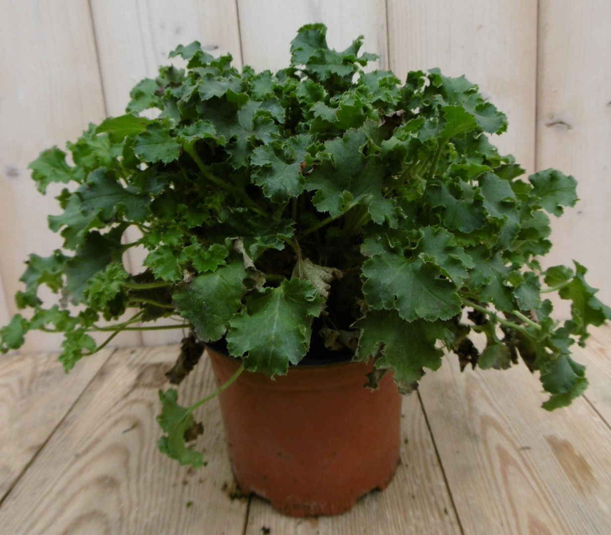 https://cdn.warentuin.nl/media/catalog/product/1/7/1778149900040235_2_warentuin_vaste_plant_heuchera_purperklokje_donkergroen_1_6fbb.jpg