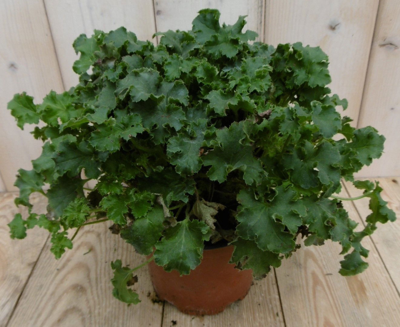 https://cdn.warentuin.nl/media/catalog/product/1/7/1778149900040235_warentuin_vaste_plant_heuchera_purperklokje_donkergroen_1_7eaa.jpg