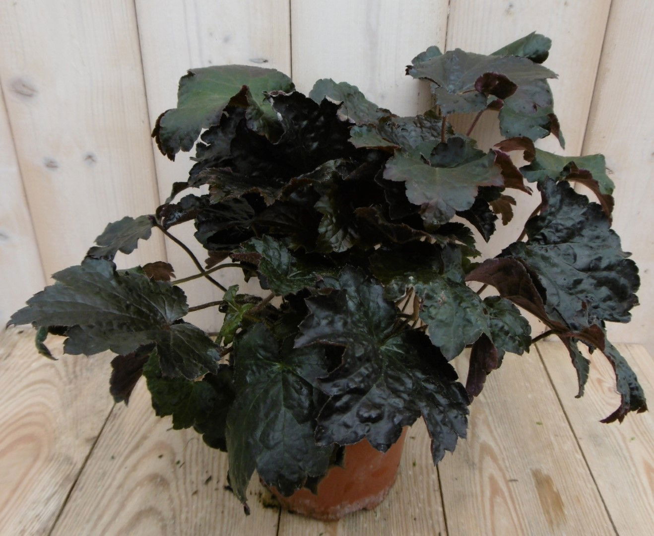 https://cdn.warentuin.nl/media/catalog/product/1/7/1778149900040236_warentuin_vaste_plant_heuchera_purperklokje_donkerrood_1_12ef.jpg