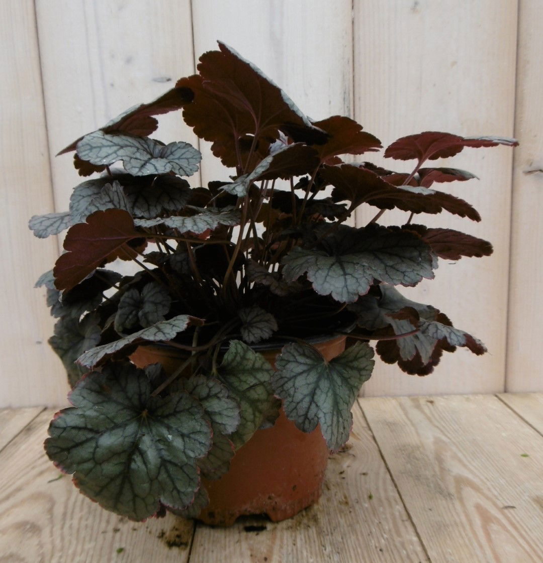 https://cdn.warentuin.nl/media/catalog/product/1/7/1778149900040238_2_warentuin_vaste_plant_heuchera_purperklokje_grijs_rood_1_5548.jpg
