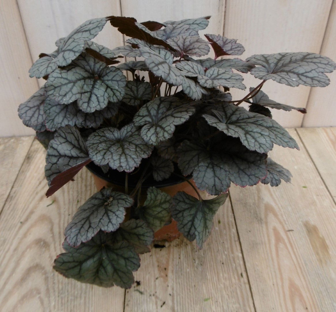 2 stuks! Heuchera Purperklokje grijs rood tot licht rood Warentuin Natuurlijk