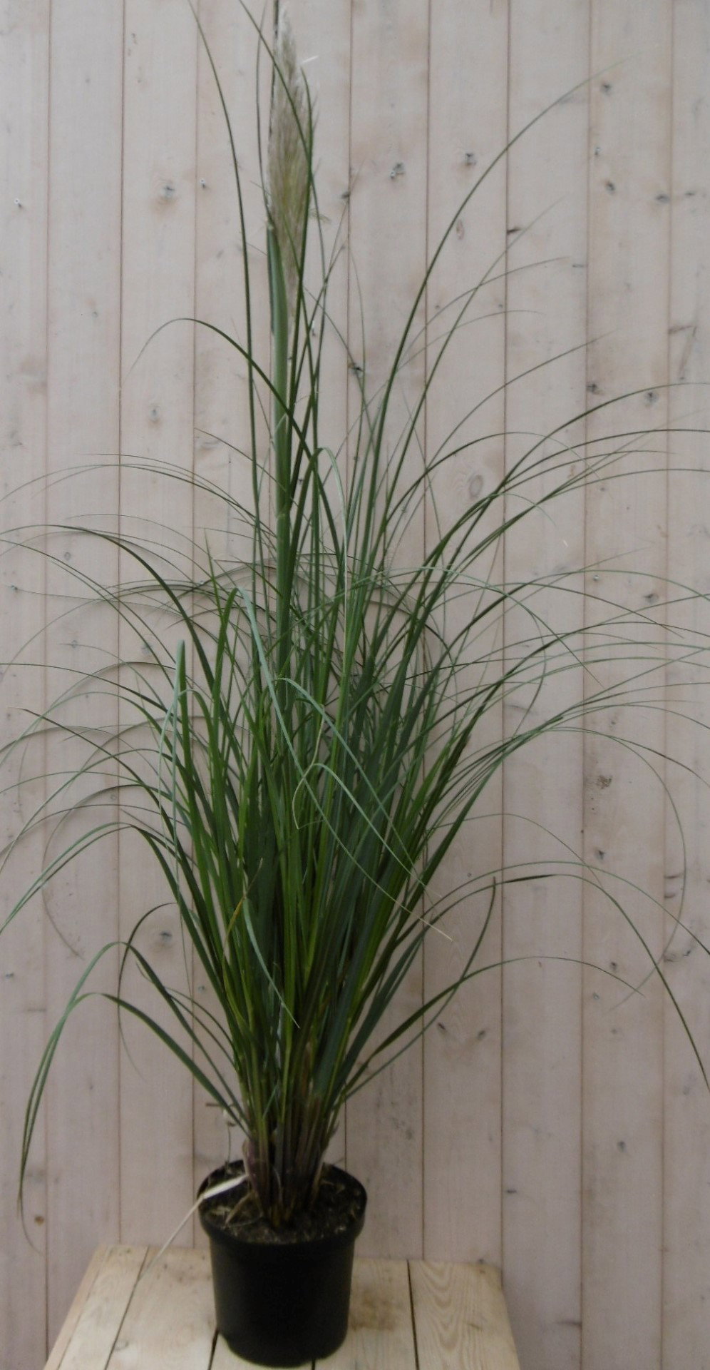 Pampasgras Cortaderia Warentuin Natuurlijk - Warentuin natuurlijk