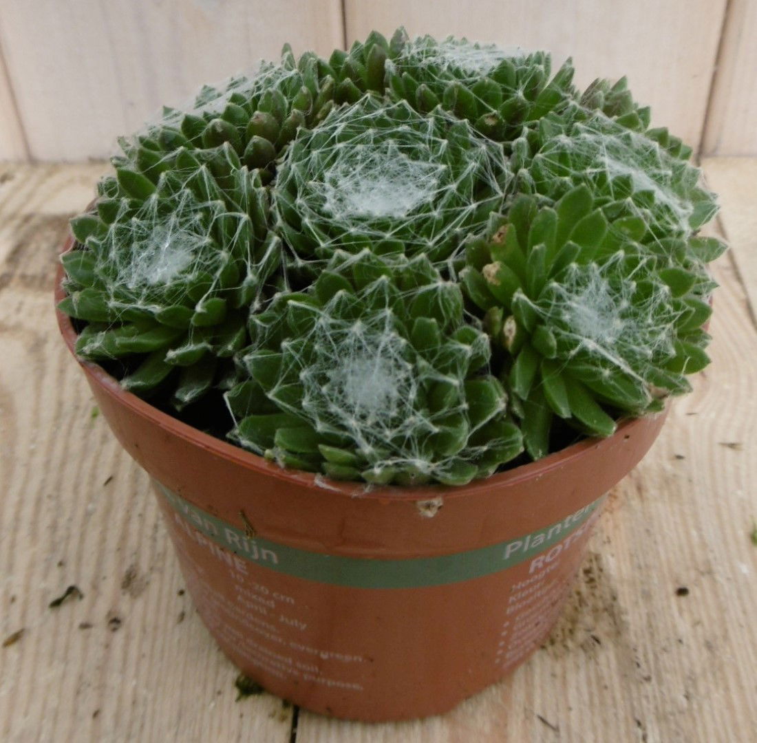 https://cdn.warentuin.nl/media/catalog/product/1/7/1778149900040241_2_warentuin_vaste_plant_rotsplant_sedum_groen_1_d419.jpg