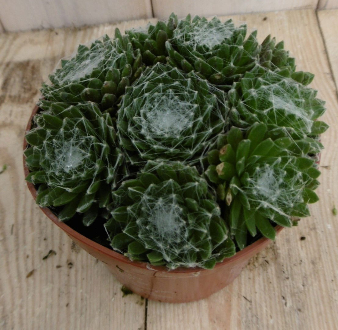 https://cdn.warentuin.nl/media/catalog/product/1/7/1778149900040241_warentuin_vaste_plant_rotsplant_sedum_groen_1_0311.jpg