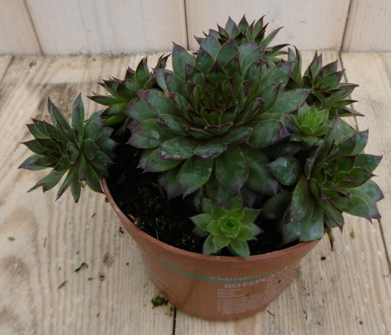 https://cdn.warentuin.nl/media/catalog/product/1/7/1778149900040242_2_warentuin_vaste_plant_rotsplant_sedum_rood_1_c640.jpg