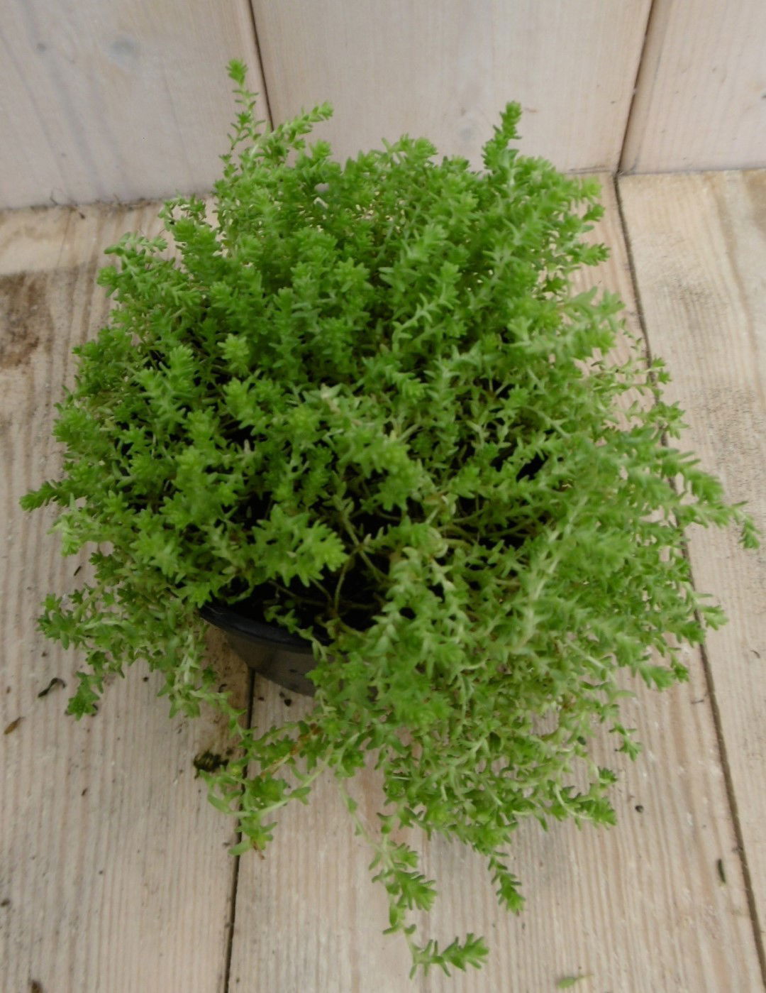https://cdn.warentuin.nl/media/catalog/product/1/7/1778149900040243_warentuin_vaste_plant_rotsplant_sedum_lichtgroen_1_040b.jpg