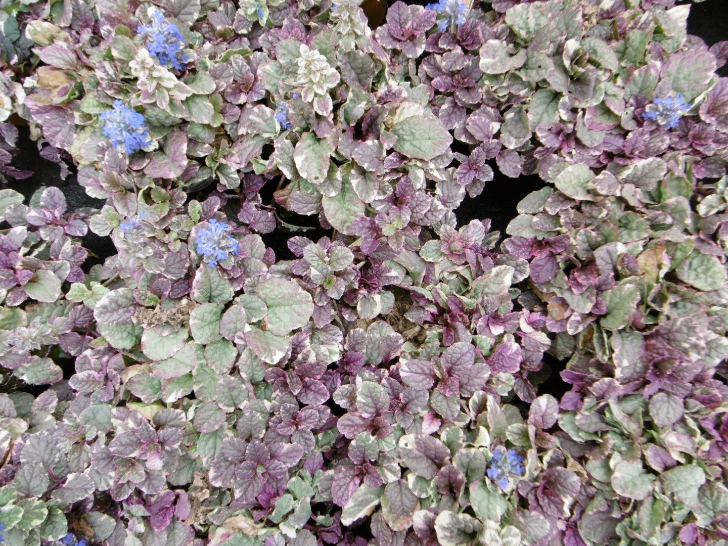 https://cdn.warentuin.nl/media/catalog/product/1/7/1778149900040244_5_warentuin_vaste_plant_zenegroen_ajuga_bont_1_8322.jpg