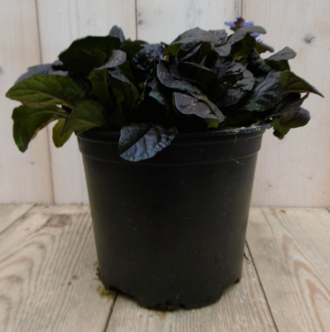 https://cdn.warentuin.nl/media/catalog/product/1/7/1778149900040245_2_warentuin_vaste_plant_zenegroen_ajuga_donkerrood_1_ecd6.jpg