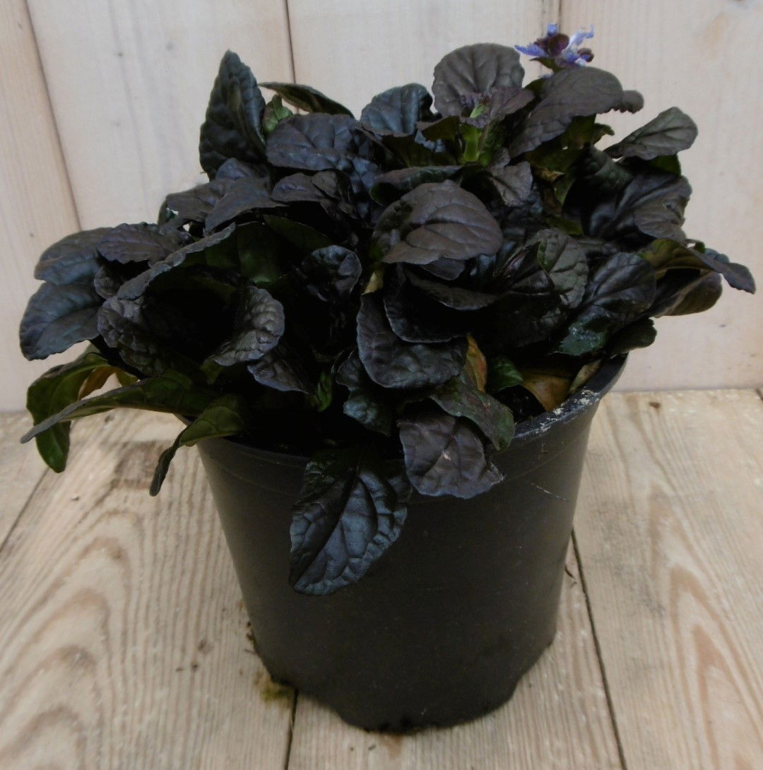 https://cdn.warentuin.nl/media/catalog/product/1/7/1778149900040245_warentuin_vaste_plant_zenegroen_ajuga_donkerrood_1_d024.jpg