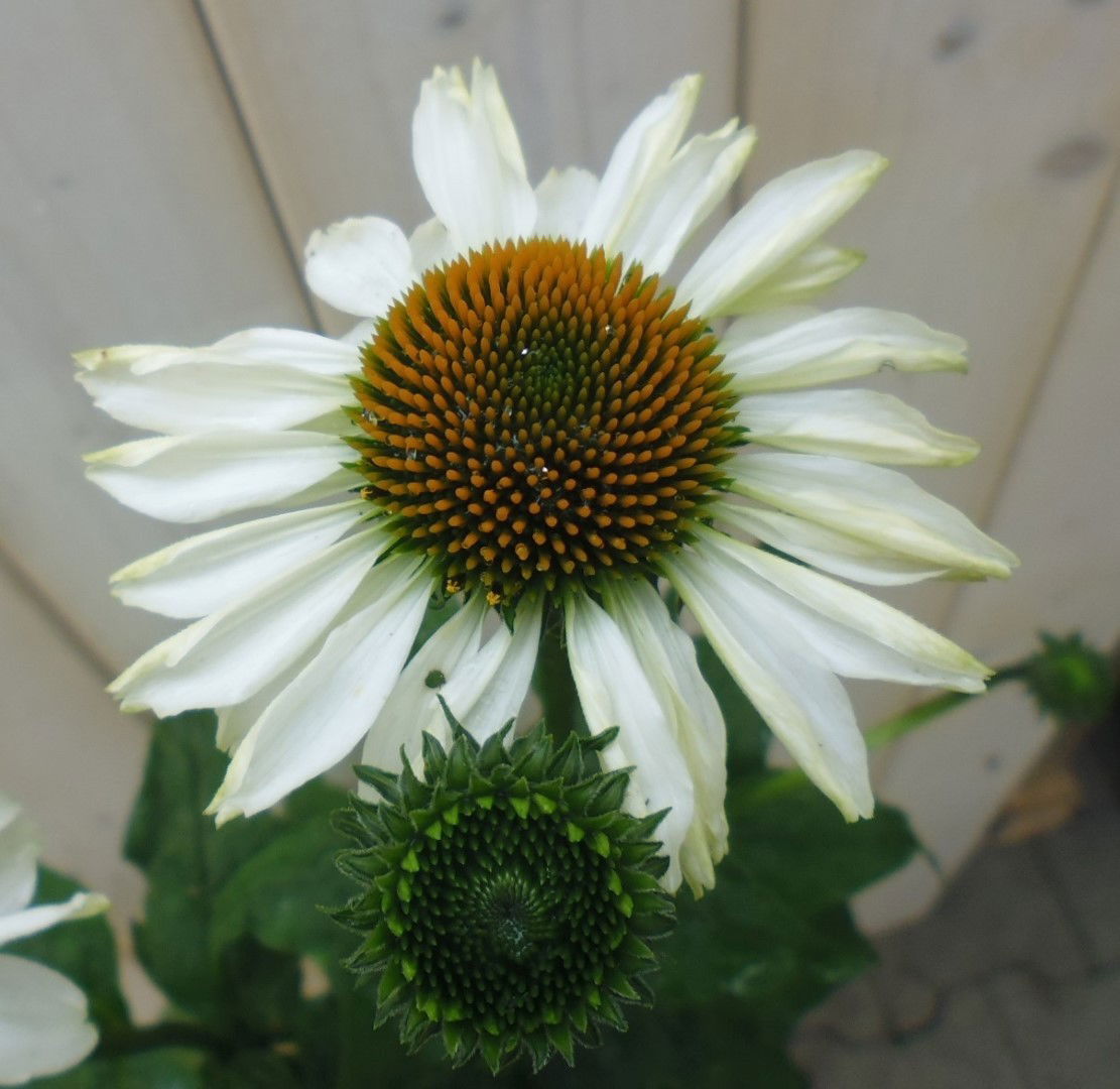 https://cdn.warentuin.nl/media/catalog/product/1/7/1778149900040302_warentuin_borderplant_zonnehoed_wit_1_8e06.jpg