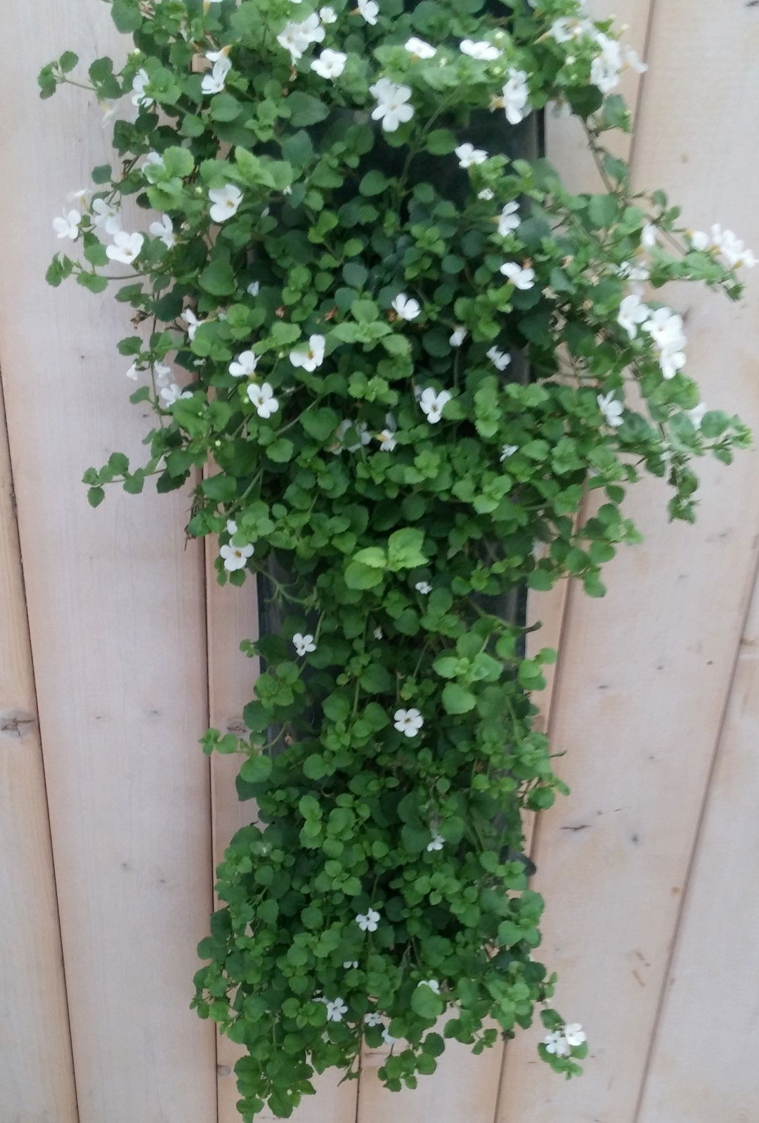 https://cdn.warentuin.nl/media/catalog/product/1/7/1778149900041905_warentuin_natuurlijk_hangzak_hangzak_bacopa_wit_14ca.jpg