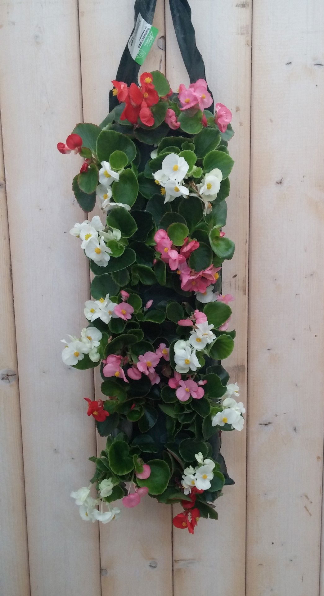 https://cdn.warentuin.nl/media/catalog/product/1/7/1778149900041908_warentuin_natuurlijk_hangzak_hangzak_begonia_mix_9dcb.jpg