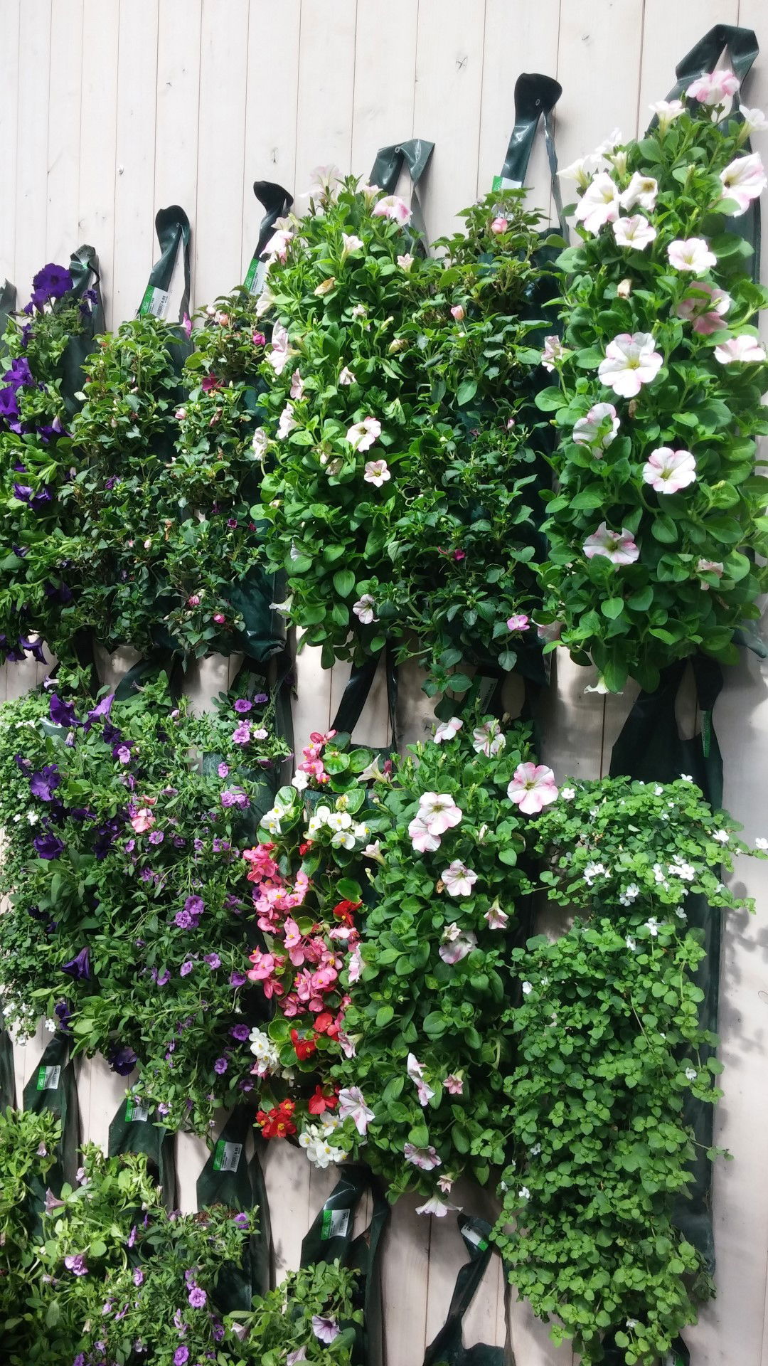 https://cdn.warentuin.nl/media/catalog/product/1/7/1778149900041909_2_warentuin_natuurlijk_hangzak_hangzak_petunia_million_bells_r_6267.jpg