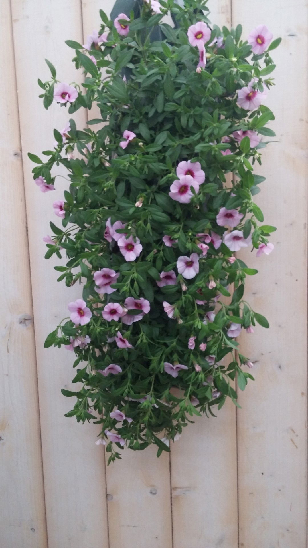 https://cdn.warentuin.nl/media/catalog/product/1/7/1778149900041909_warentuin_natuurlijk_hangzak_hangzak_petunia_million_bells_roz_7747.jpg