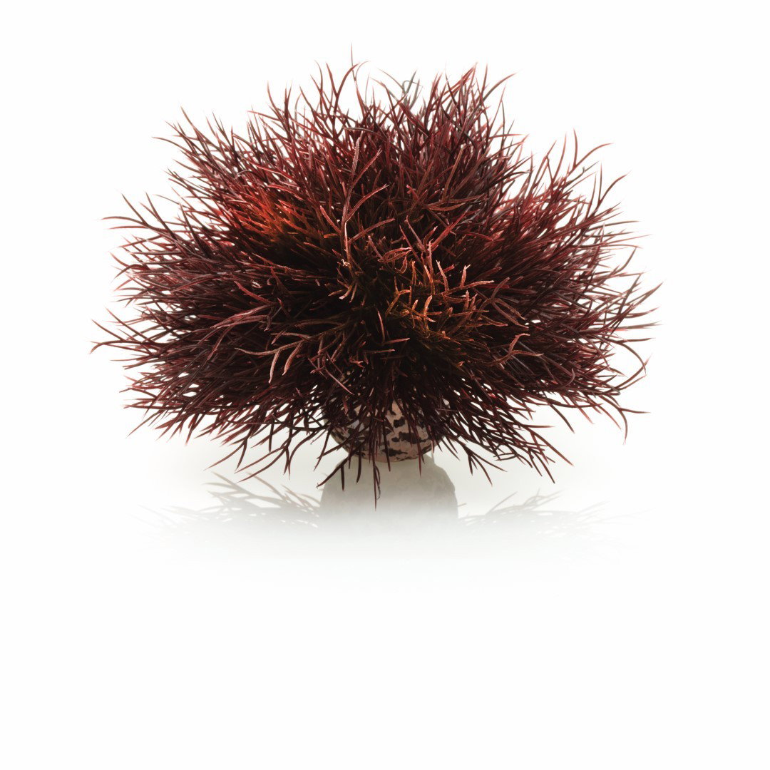 https://cdn.warentuin.nl/media/catalog/product/1/7/177822728005392_biorb_aquariumtoebehoren_aquariumtoebehoren_zeelelie_donkerrood_a15e.jpg