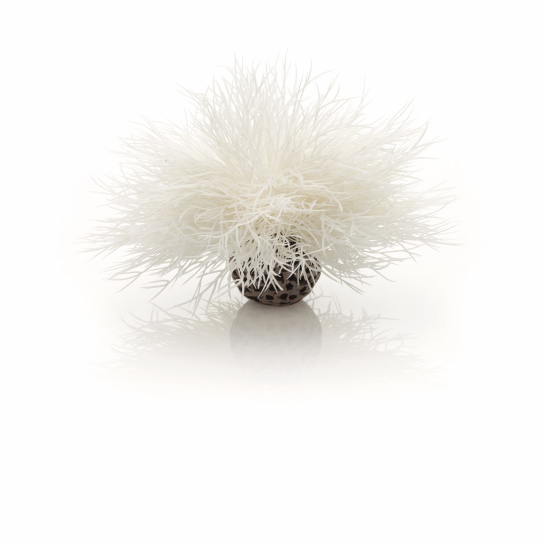 https://cdn.warentuin.nl/media/catalog/product/1/7/177822728005408_biorb_aquariumtoebehoren_aquariumtoebehoren_zeelelie_wit_biorb_9344.jpg