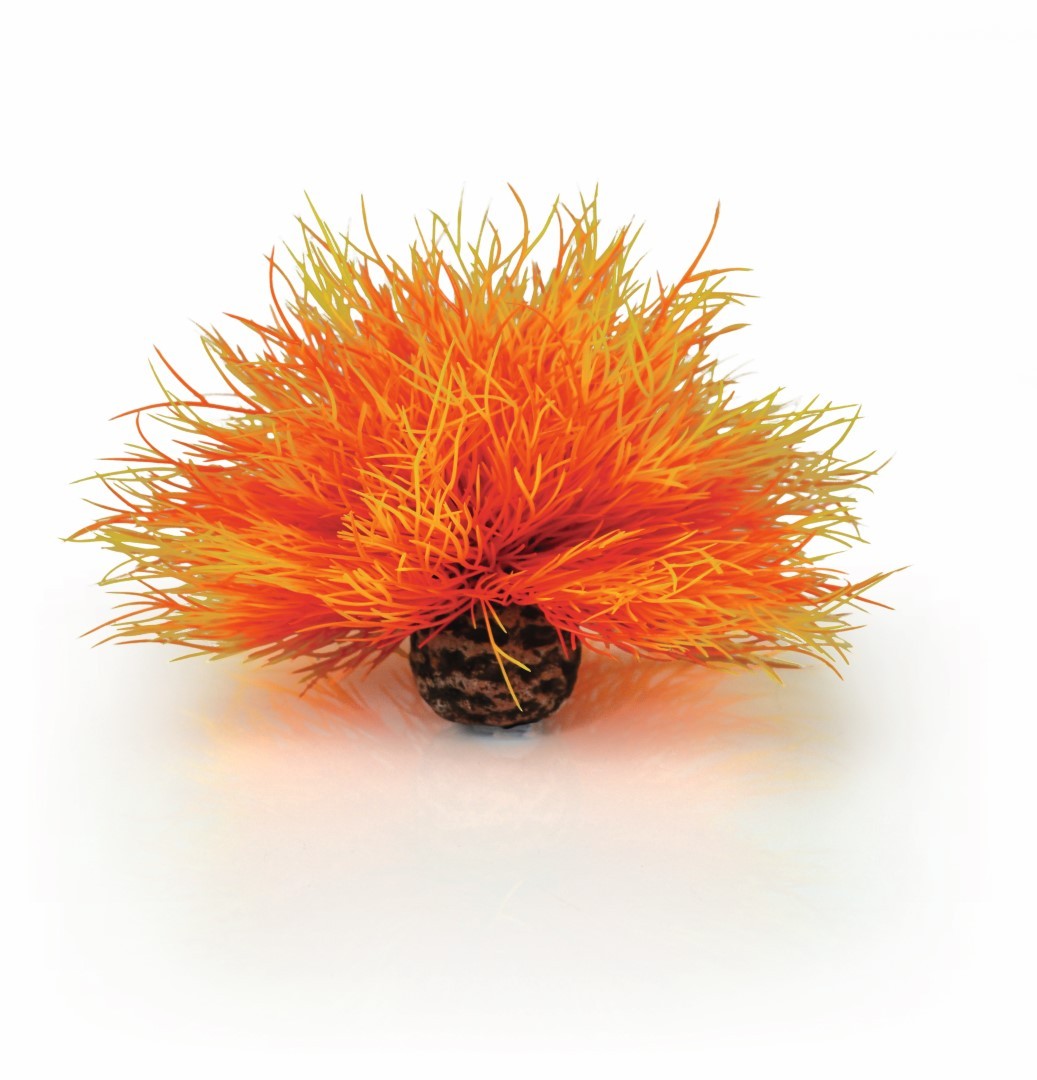 https://cdn.warentuin.nl/media/catalog/product/1/7/177822728007280_biorb_aquariumtoebehoren_aquariumtoebehoren_zeelelie_vuur_biorb_e677.jpg