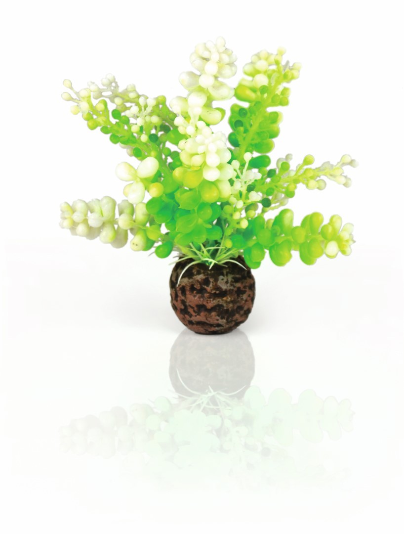 https://cdn.warentuin.nl/media/catalog/product/1/7/177822728007334_biorb_aquariumtoebehoren_aquariumtoebehoren_caulerpa_groen_bior_a677.jpg