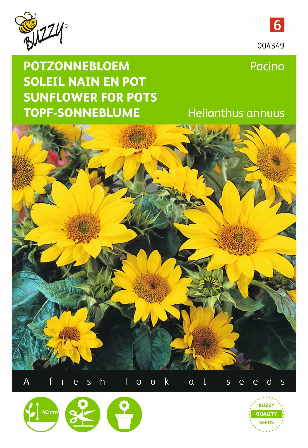 Samen Helianthus niedrige Topfsonnenblume Pacino