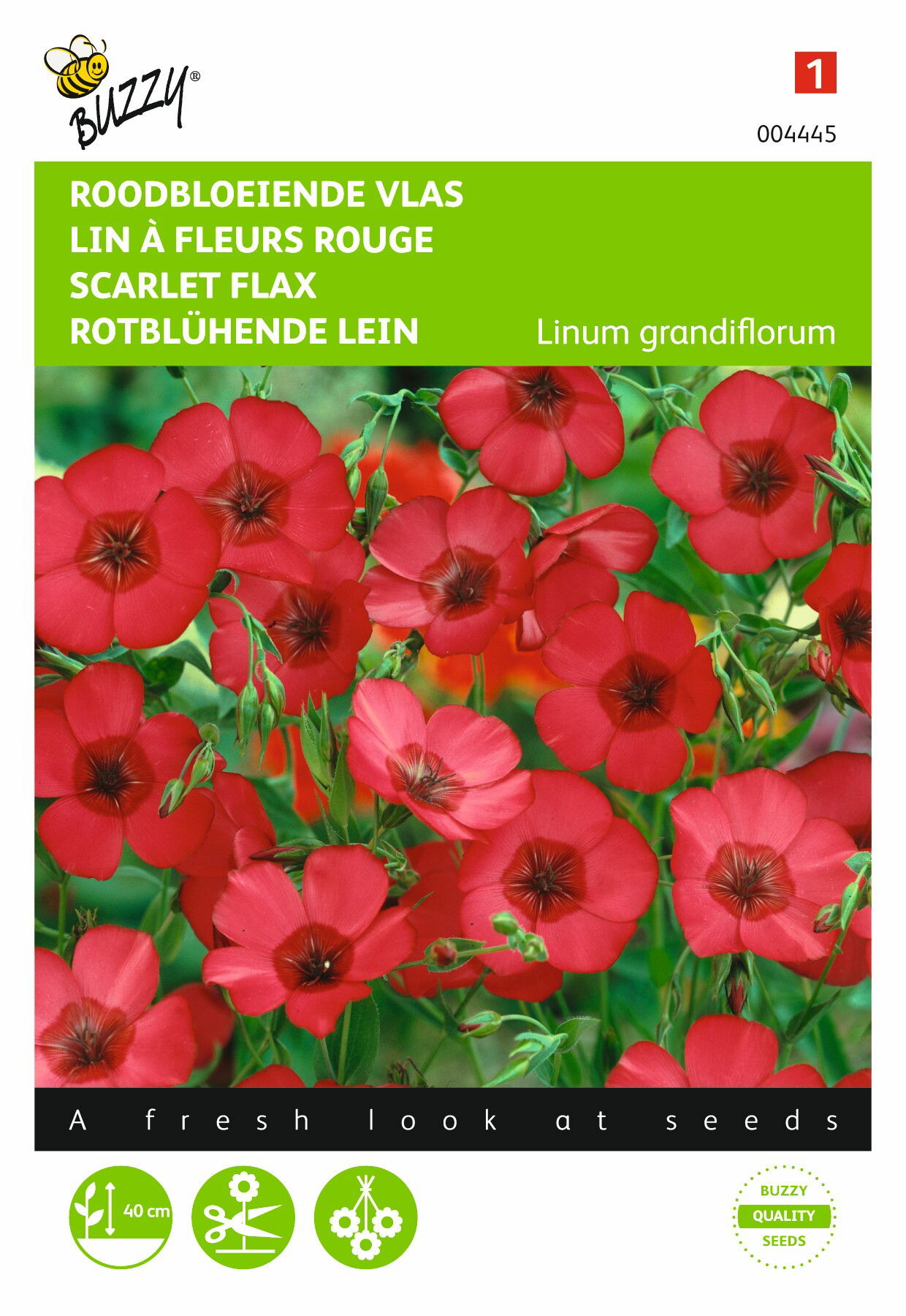 Linum rubrum grandiflorum Rood Buzzy