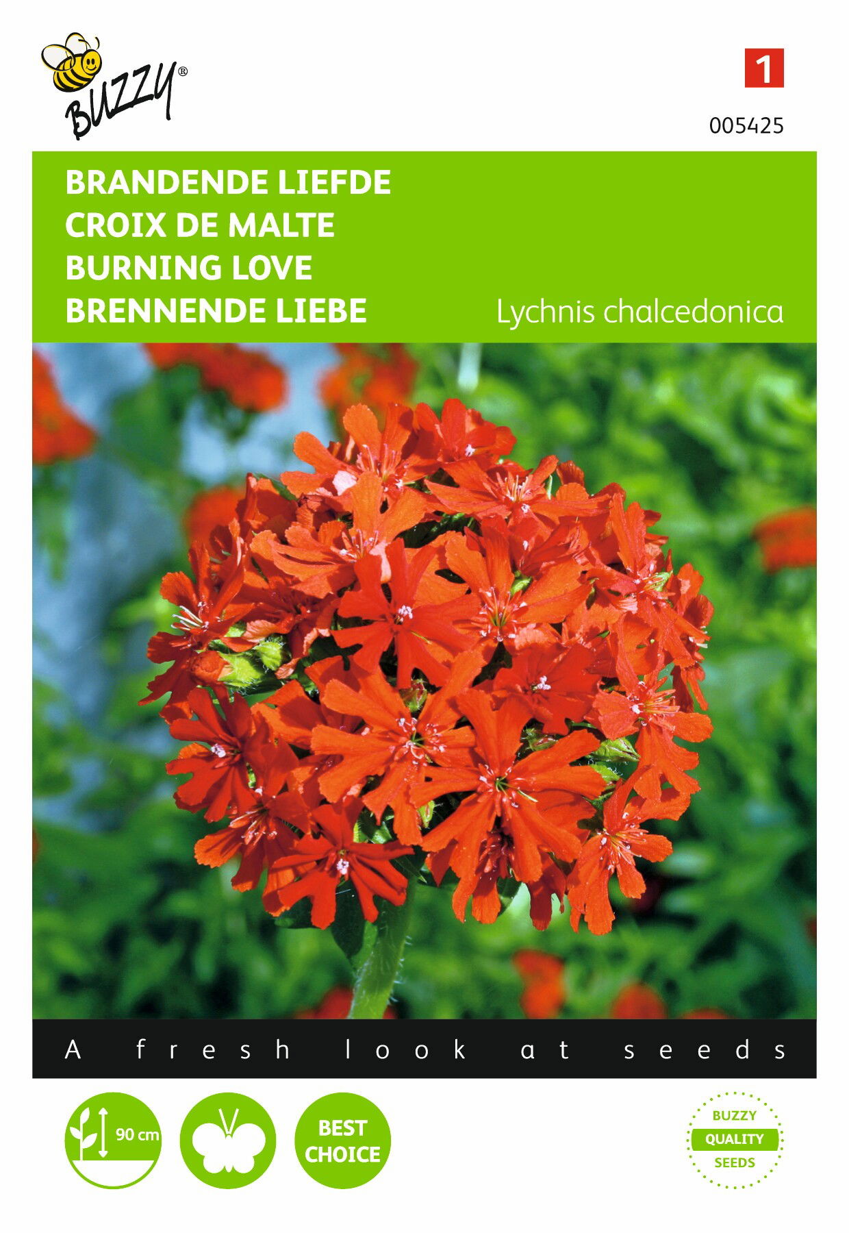 Lychnis chalcedonica Brandende Liefde Buzzy