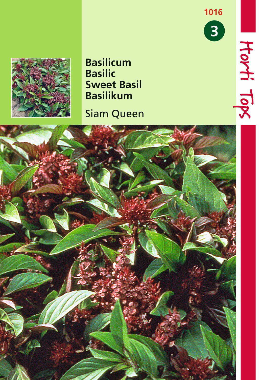 https://cdn.warentuin.nl/media/catalog/product/1/7/1778711117101604_hortitops_tuinzaden_hortitops_basilicum_siam_queen_327a.jpeg