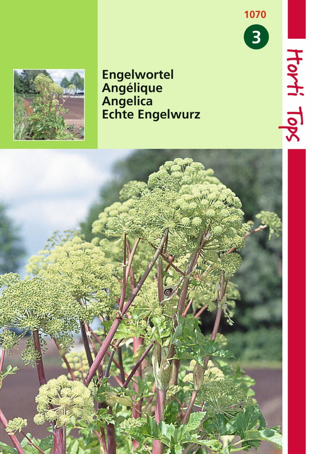 https://cdn.warentuin.nl/media/catalog/product/1/7/1778711117107002_hortitops_tuinzaden_hortitops_engelwortel_angelica_arch__1_4e27.jpeg