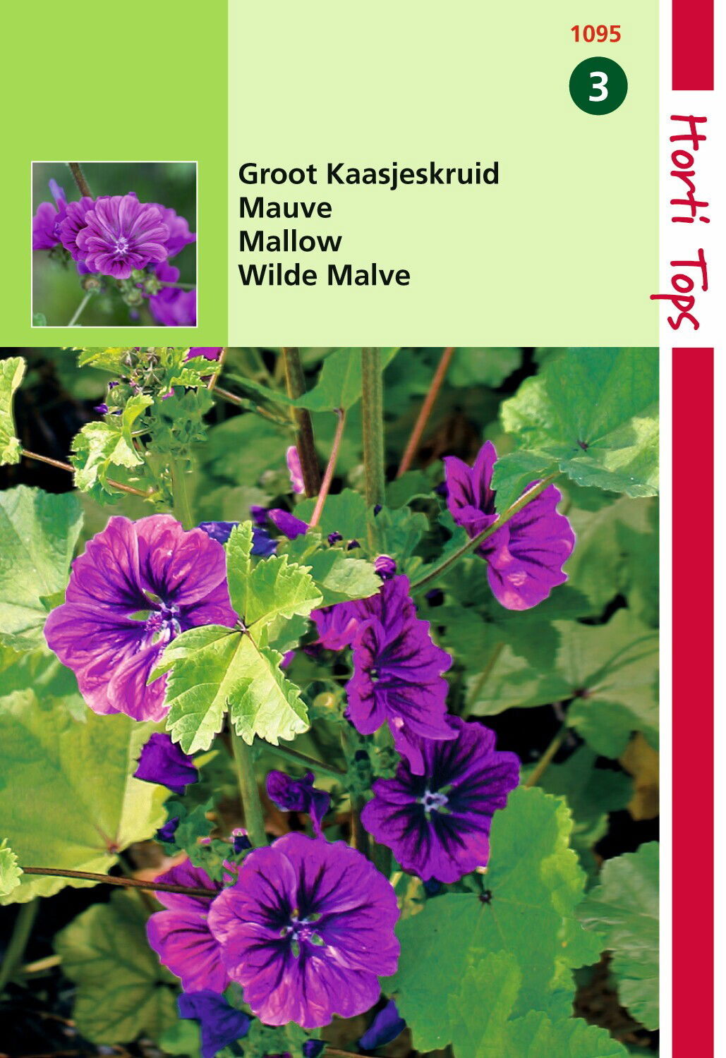 https://cdn.warentuin.nl/media/catalog/product/1/7/1778711117109501_hortitops_tuinzaden_hortitops_kaasjeskruid_019b.jpeg