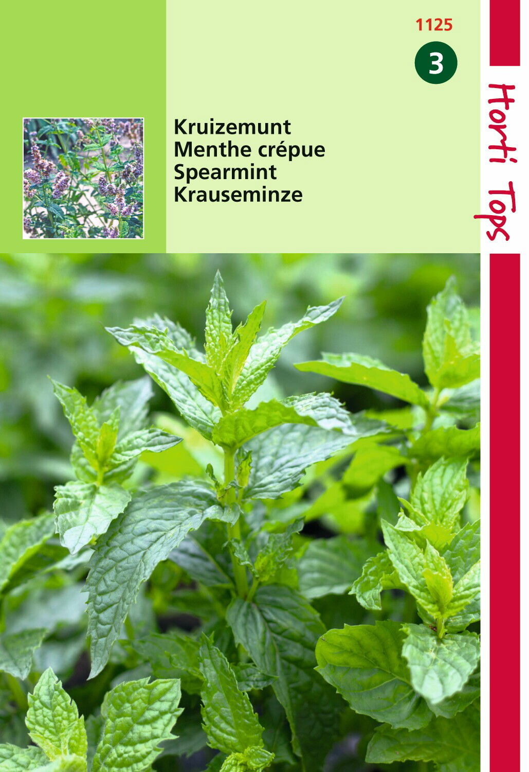 https://cdn.warentuin.nl/media/catalog/product/1/7/1778711117112501_hortitops_tuinzaden_hortitops_kruizemunt_141c.jpeg