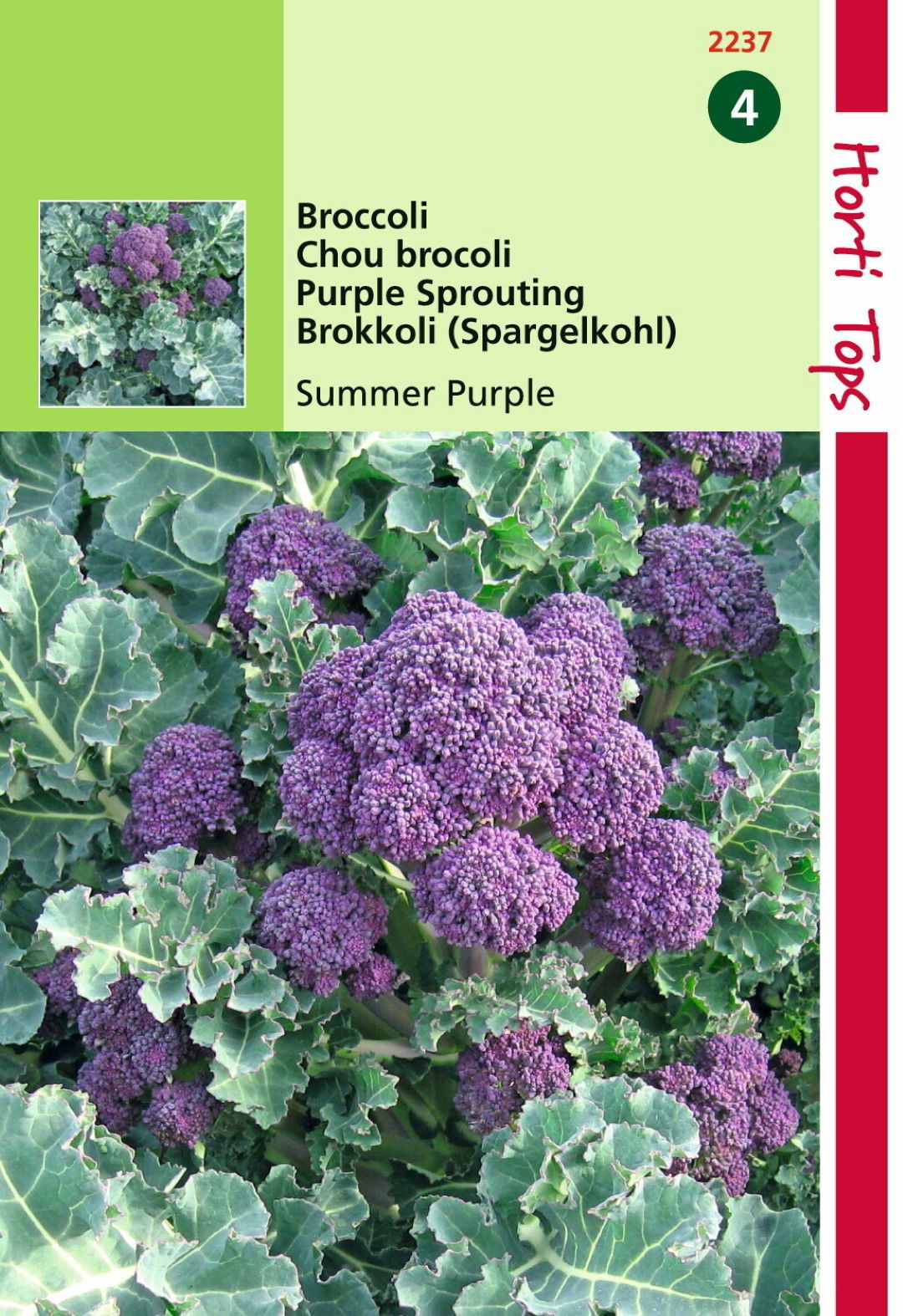 Broccoli Summer Purple Hortitops