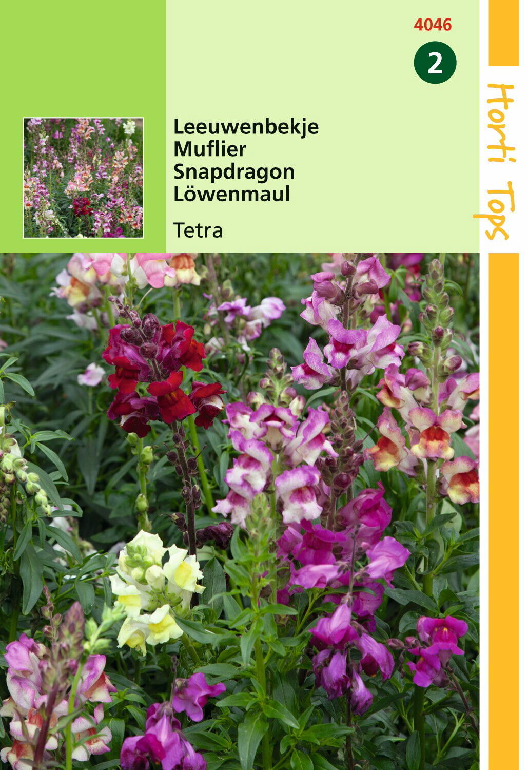 https://cdn.warentuin.nl/media/catalog/product/1/7/1778711117404606_hortitops_tuinzaden_hortitops_antirrhinum_leeuwenbekje_tetrapl_daa0.jpeg