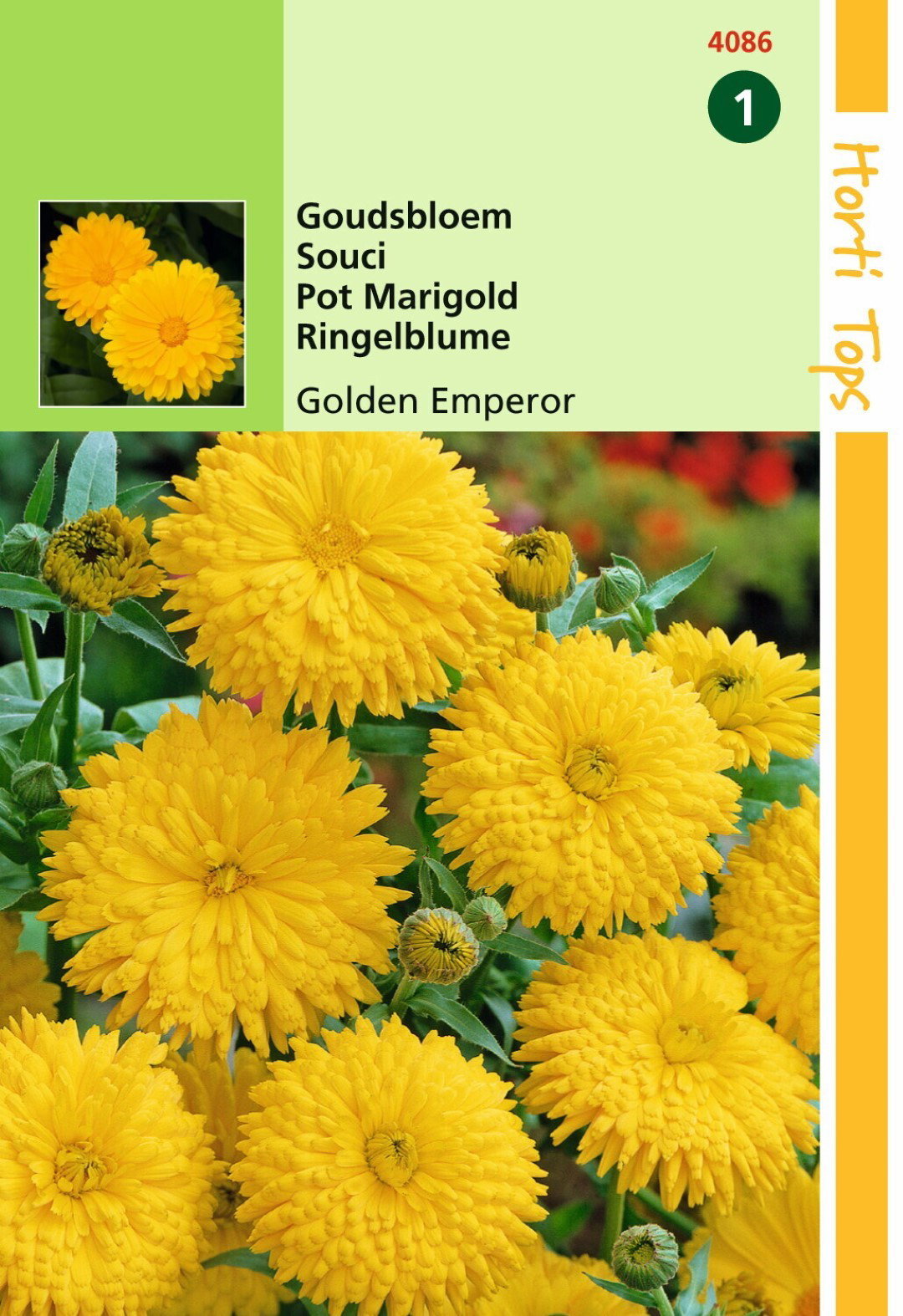 https://cdn.warentuin.nl/media/catalog/product/1/7/1778711117408604_hortitops_tuinzaden_hortitops_calendula_goudsbloem_golden_empe_037e.jpeg
