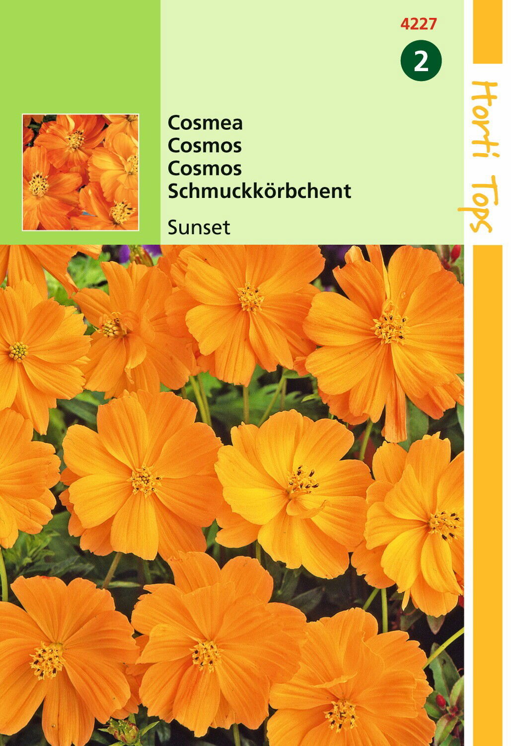 https://cdn.warentuin.nl/media/catalog/product/1/7/1778711117422709_hortitops_tuinzaden_hortitops_cosmos_cosmea_sunset_oranje_rood_90ef.jpeg